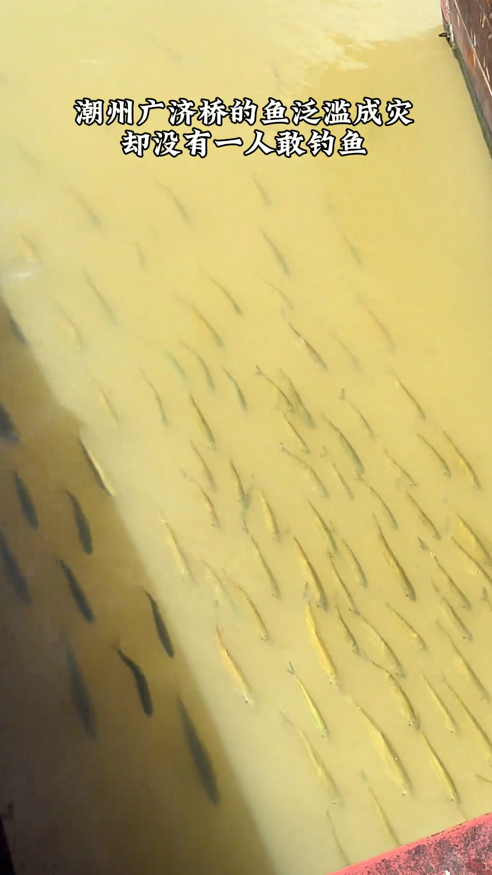 潮州广济桥的红眼鱼泛滥成灾，但这里禁止钓鱼所以钓鱼佬只能眼馋