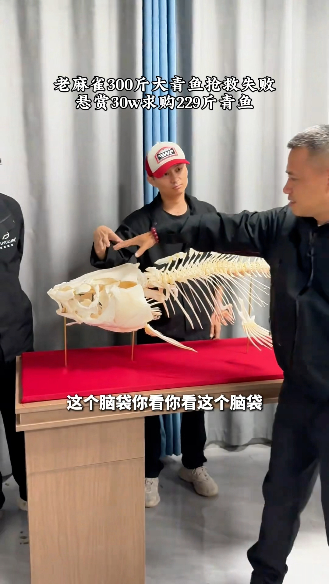 老麻雀300斤大青鱼抢救失败做成标本，悬赏30w求购229斤青鱼
