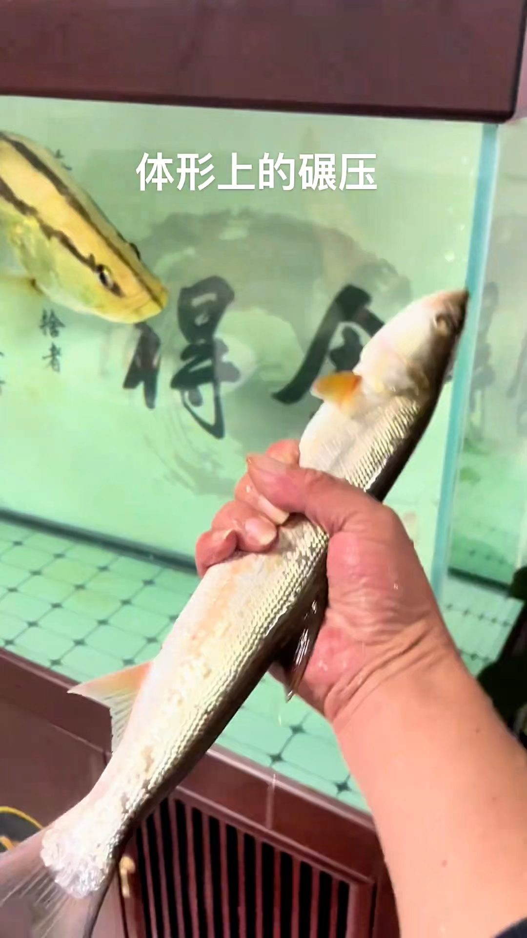 鳡鱼号称最凶猛的路亚鱼种，但是碰上体型差距的鳜鱼还是被一口吞