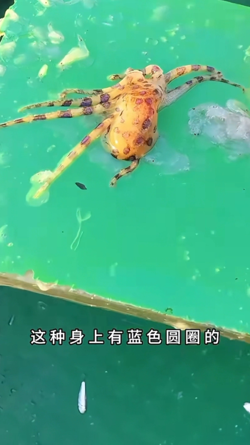 户外抓到蓝环章鱼千万别吃，这种章鱼有毒吃了不呜呼也会变傻