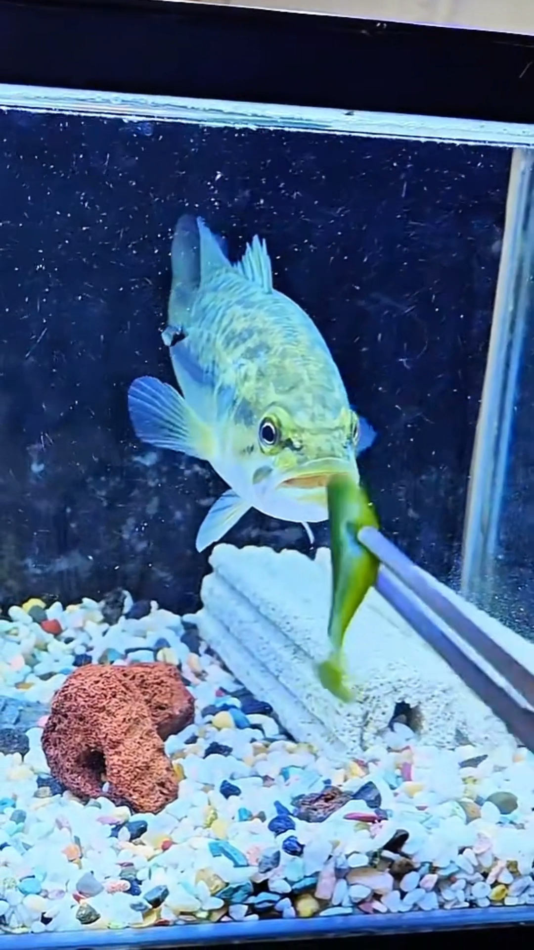 钓友去钓鱼前用路亚饵测试鱼的活性，开口好就说明今天适合钓鱼