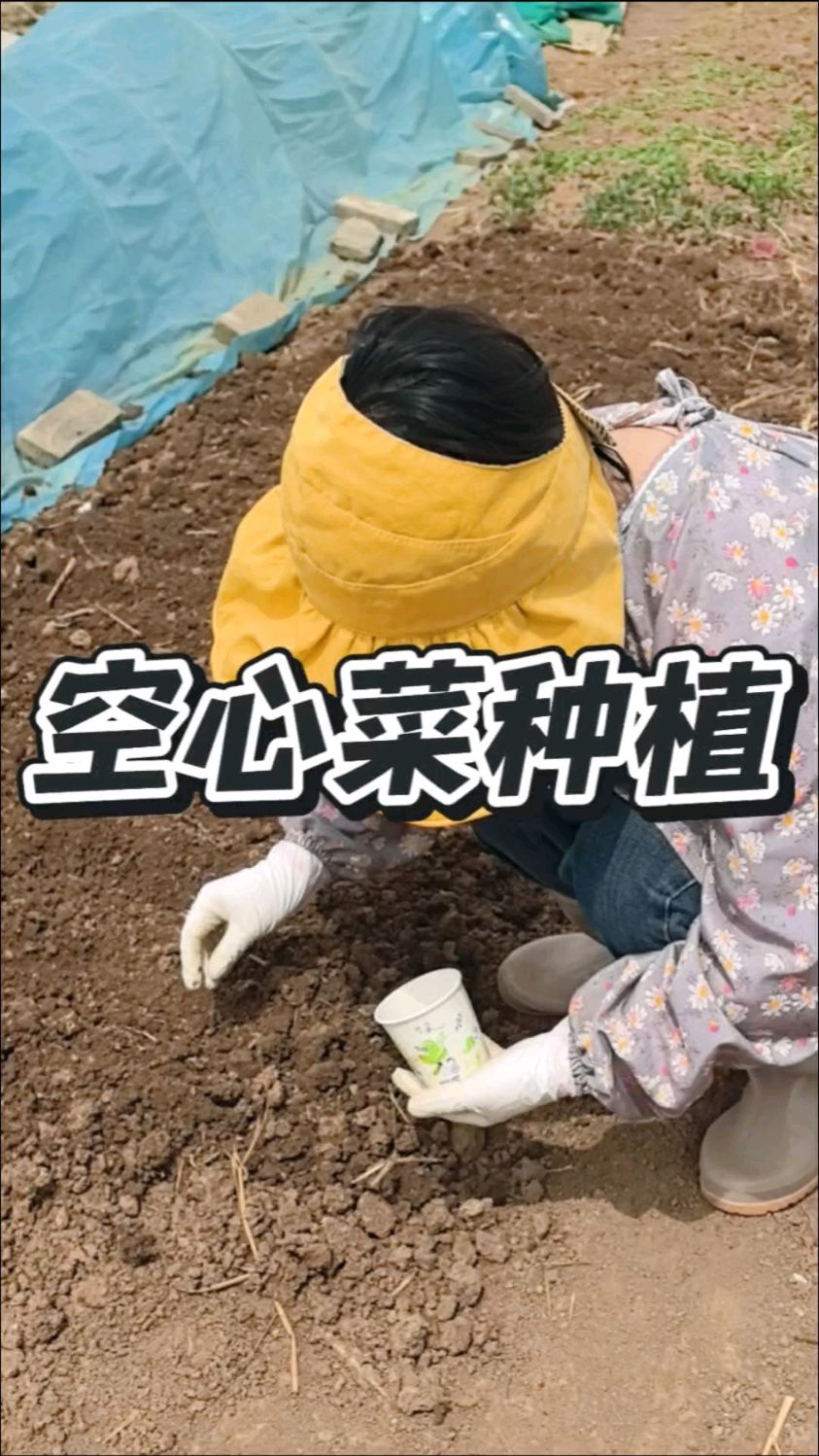 95二胎宝妈,低成本实现空心菜自由 #记录我的农村真实田园生活