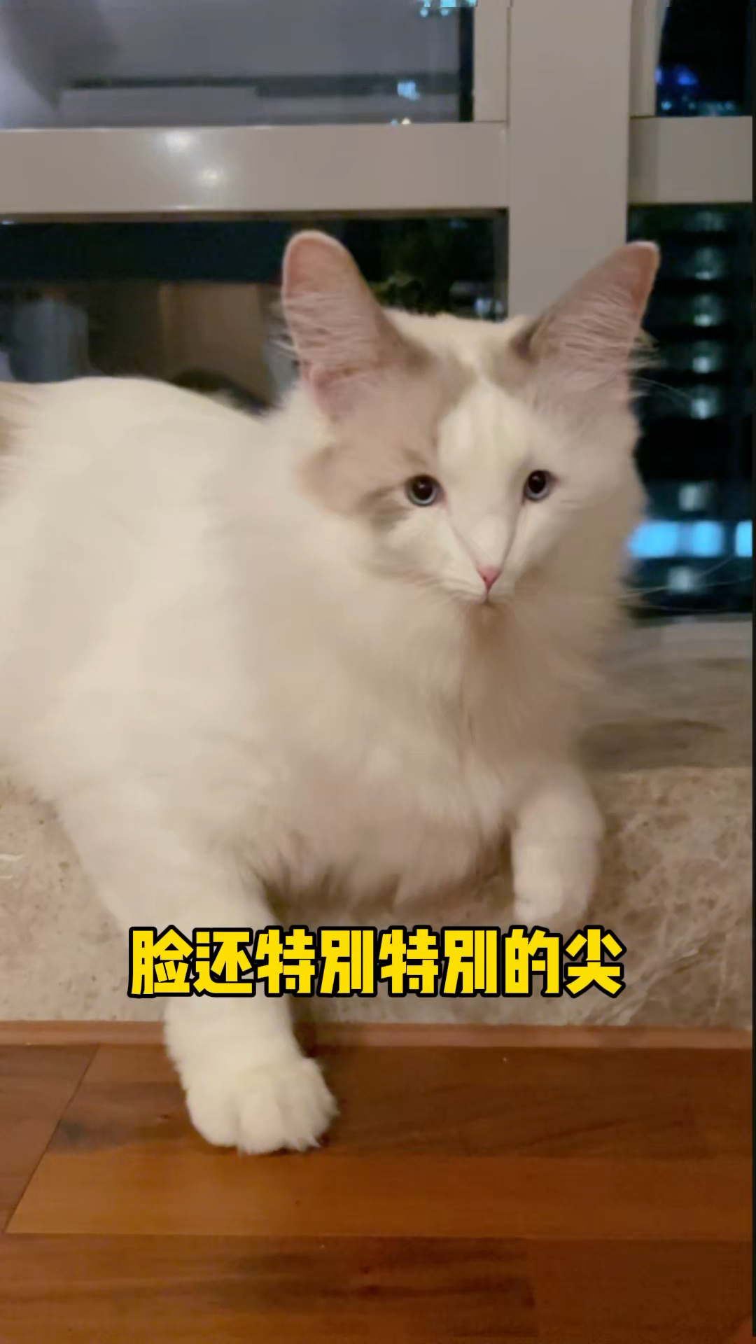 我家猫长得好像外星人啊