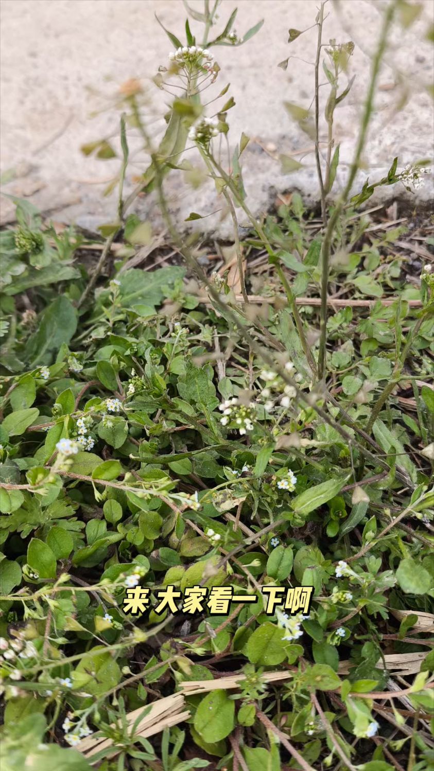 纯野生荠荠菜味道美,怎样吃都好吃