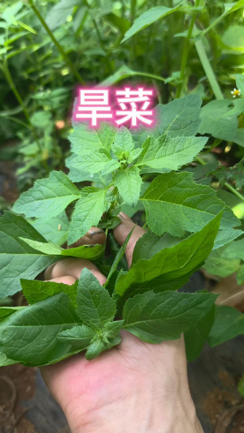 地里面这样植物不要丢掉,它是野生蔊菜