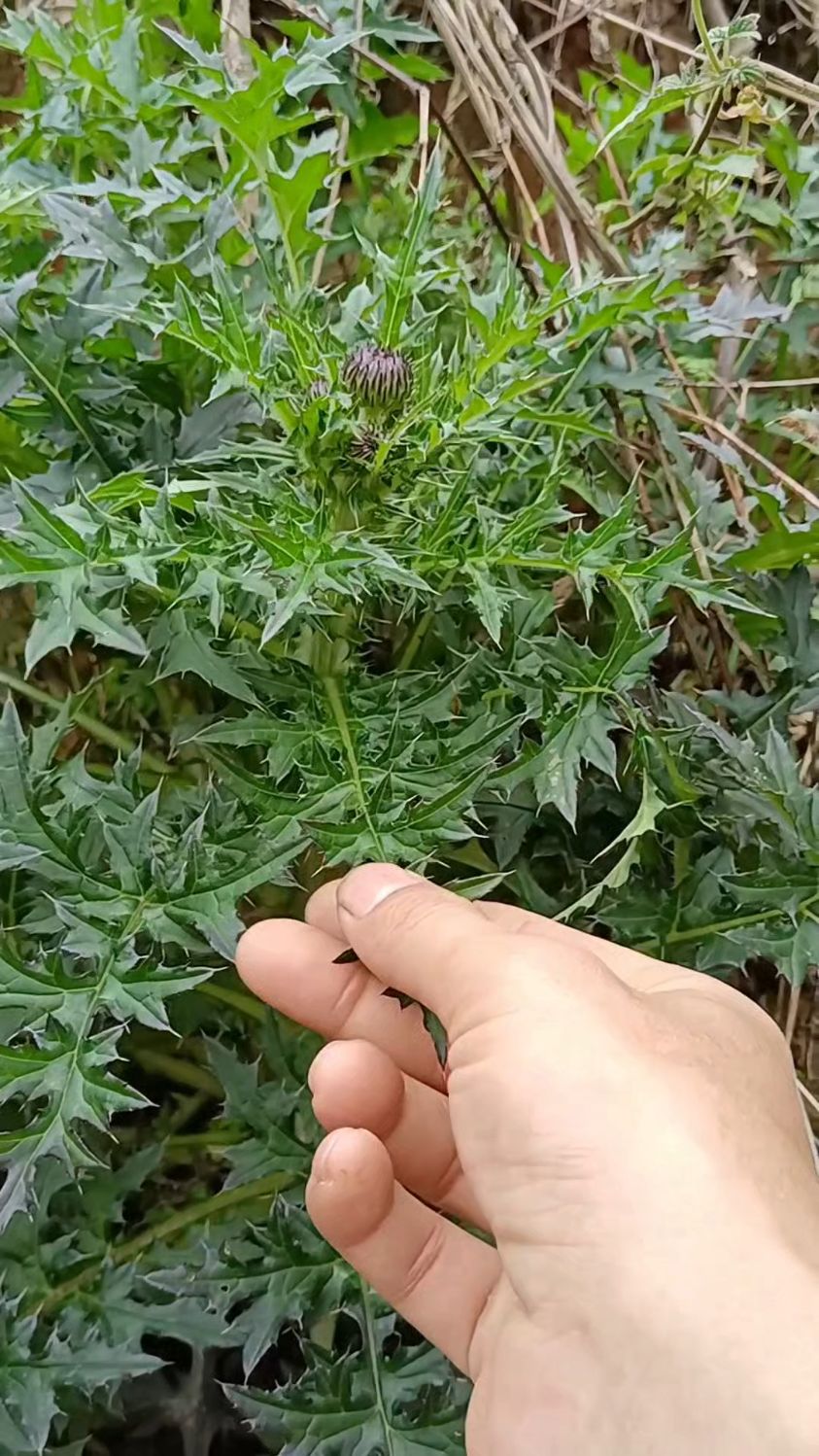 农村常称“止血草”“刺儿菜”,是兼具药用价值的野生植物