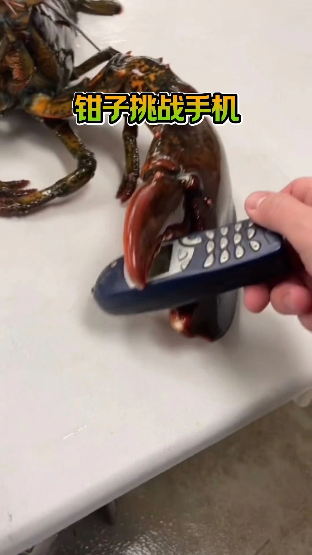 虾的大钳子力量有多大能否夹爆手机#有趣#龙虾#测试#解压