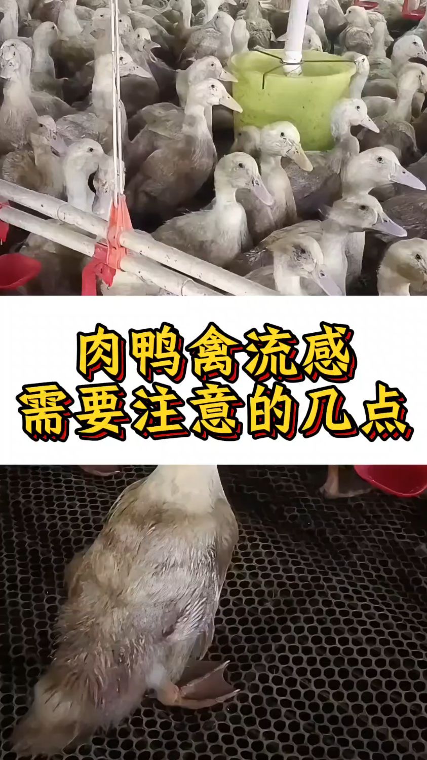 肉鸭禽流感需要注意的几点