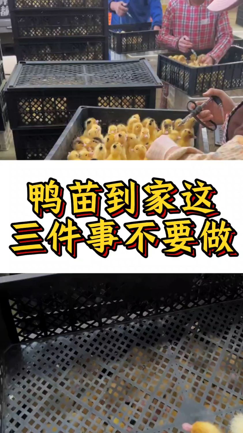 鸭苗到家这三件事不要做