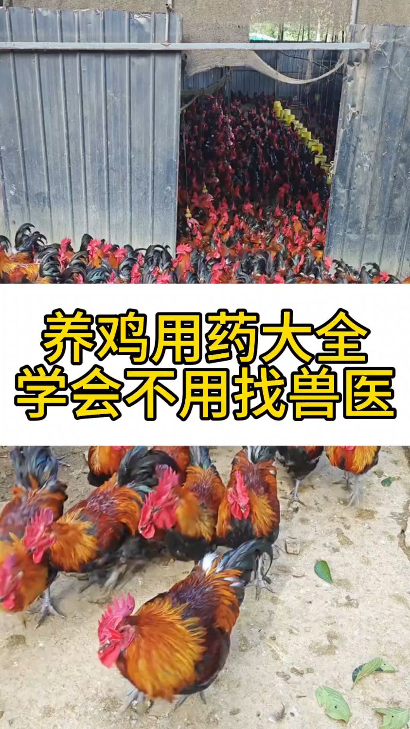 养鸡用药大全学会不用找兽医