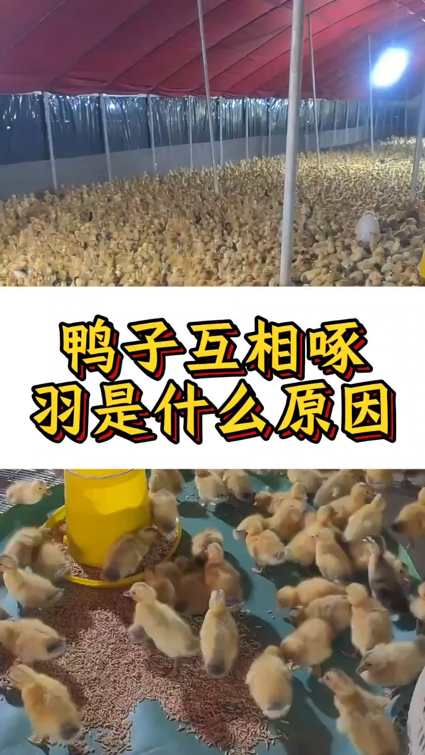 鸭子互相啄羽是什么原因