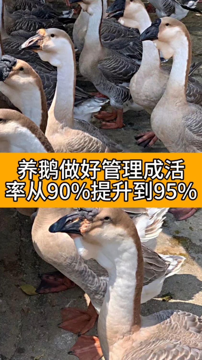 养鹅做好管理成活率从90%提升到95%