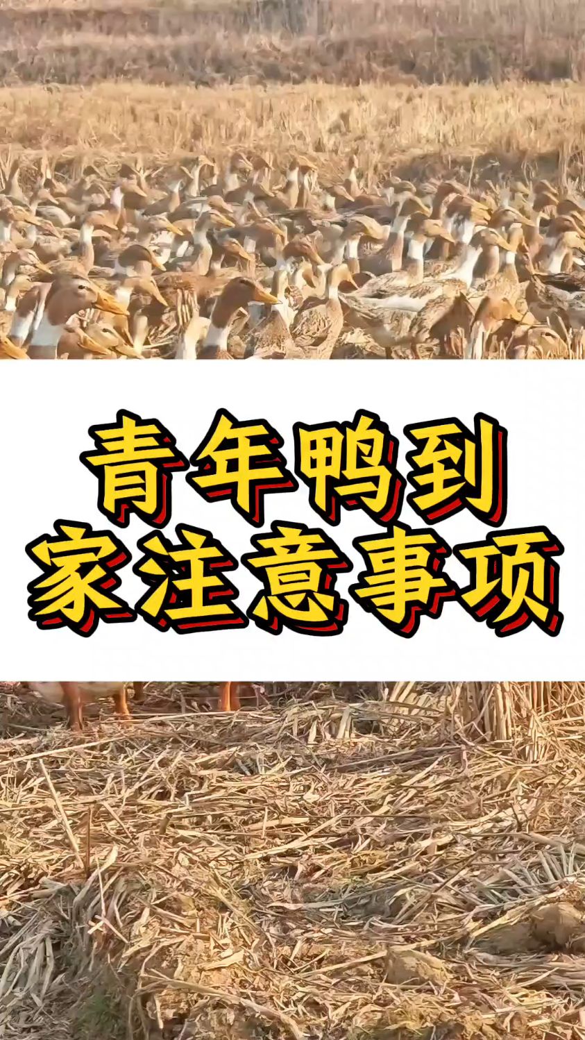青年鸭到家注意事项