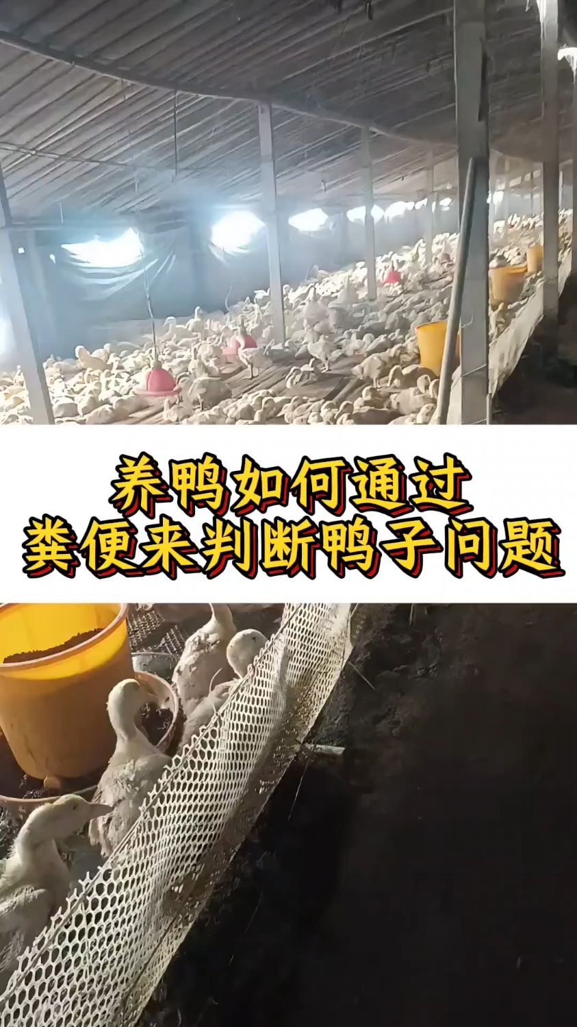 养鸭如何通过粪便来判断鸭子问题