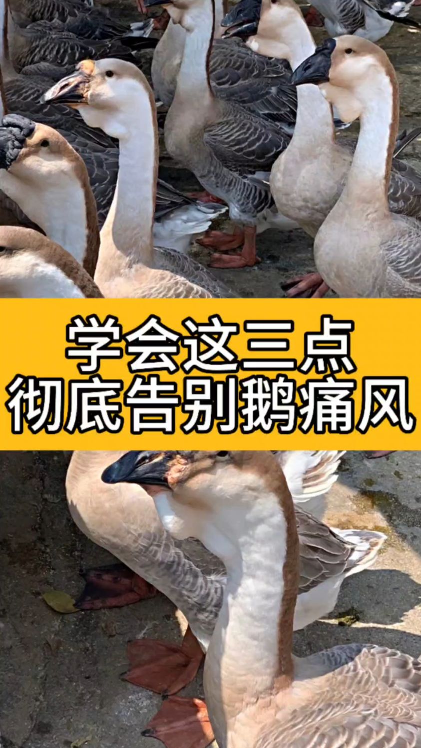 学会这三点告别鹅痛风