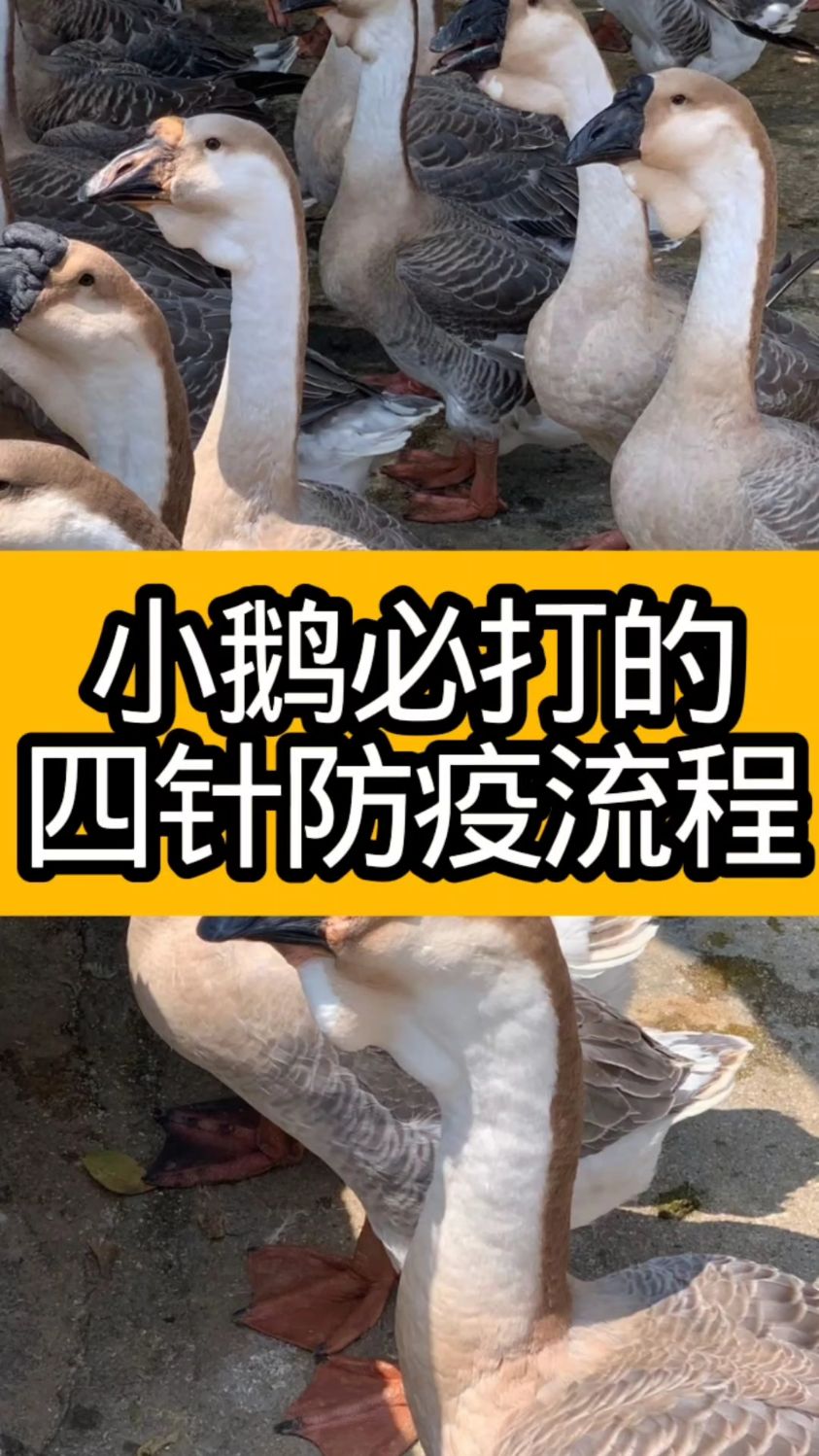 小鹅必打的四针防疫流程