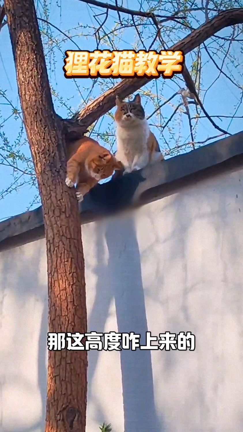 狸花猫教学,太可爱了