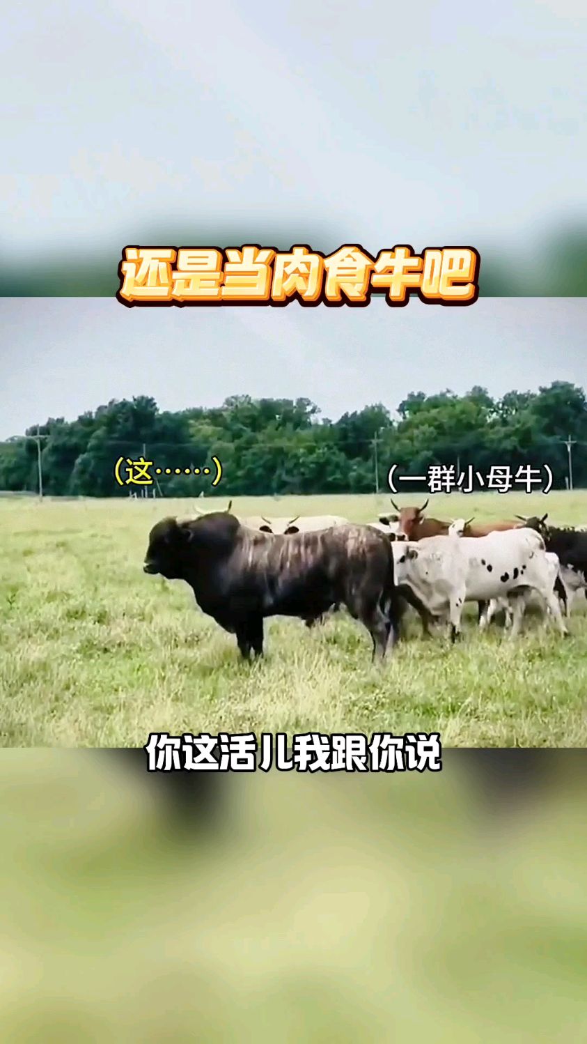 还是当肉食牛吧,太难了