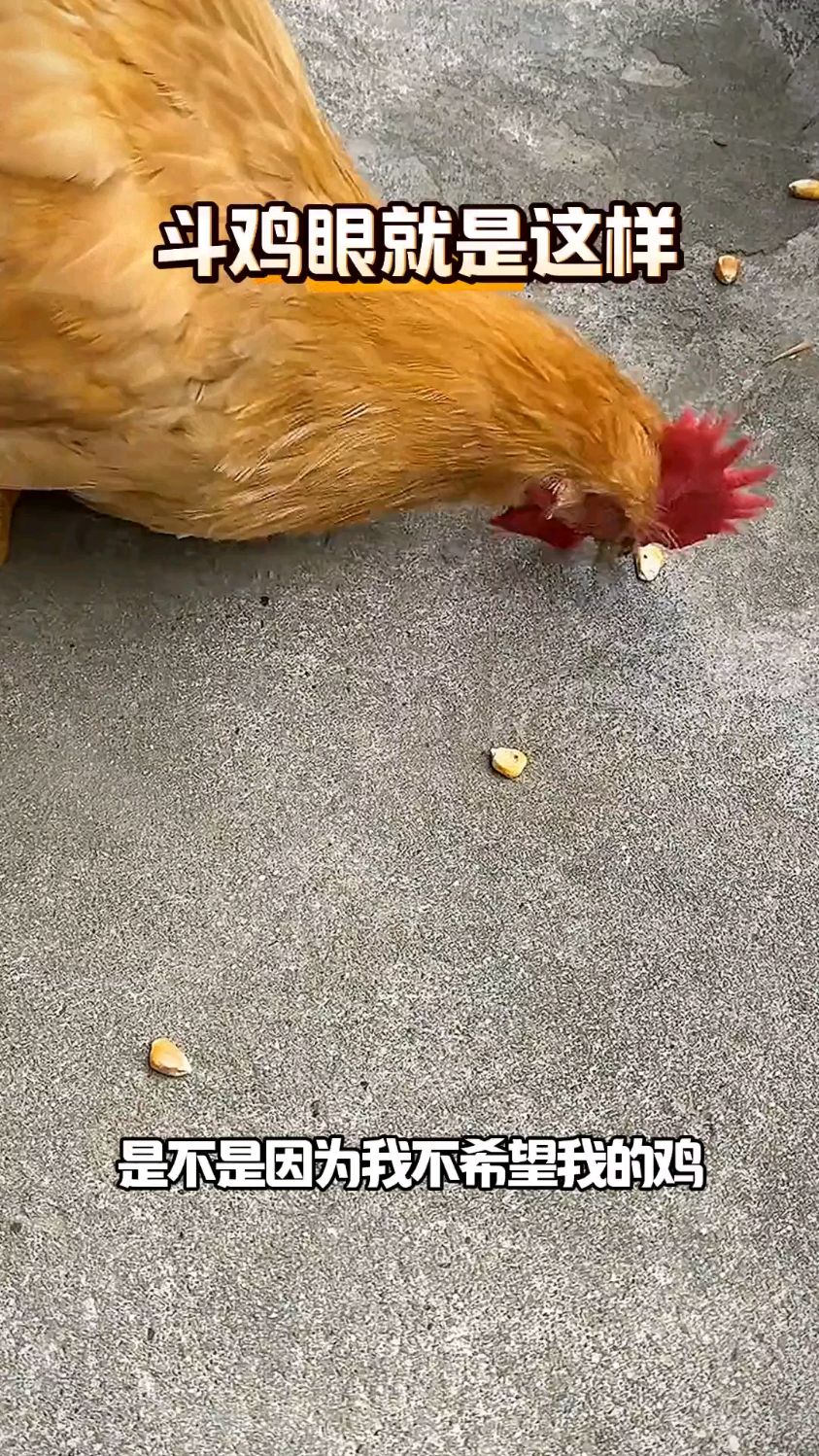 斗鸡眼就是这样的啊