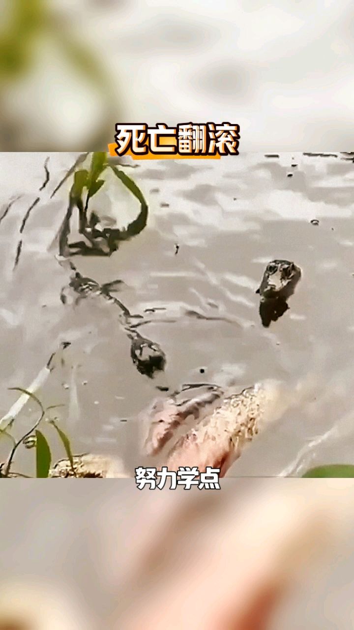 死亡翻滚,这还是小鳄鱼啊