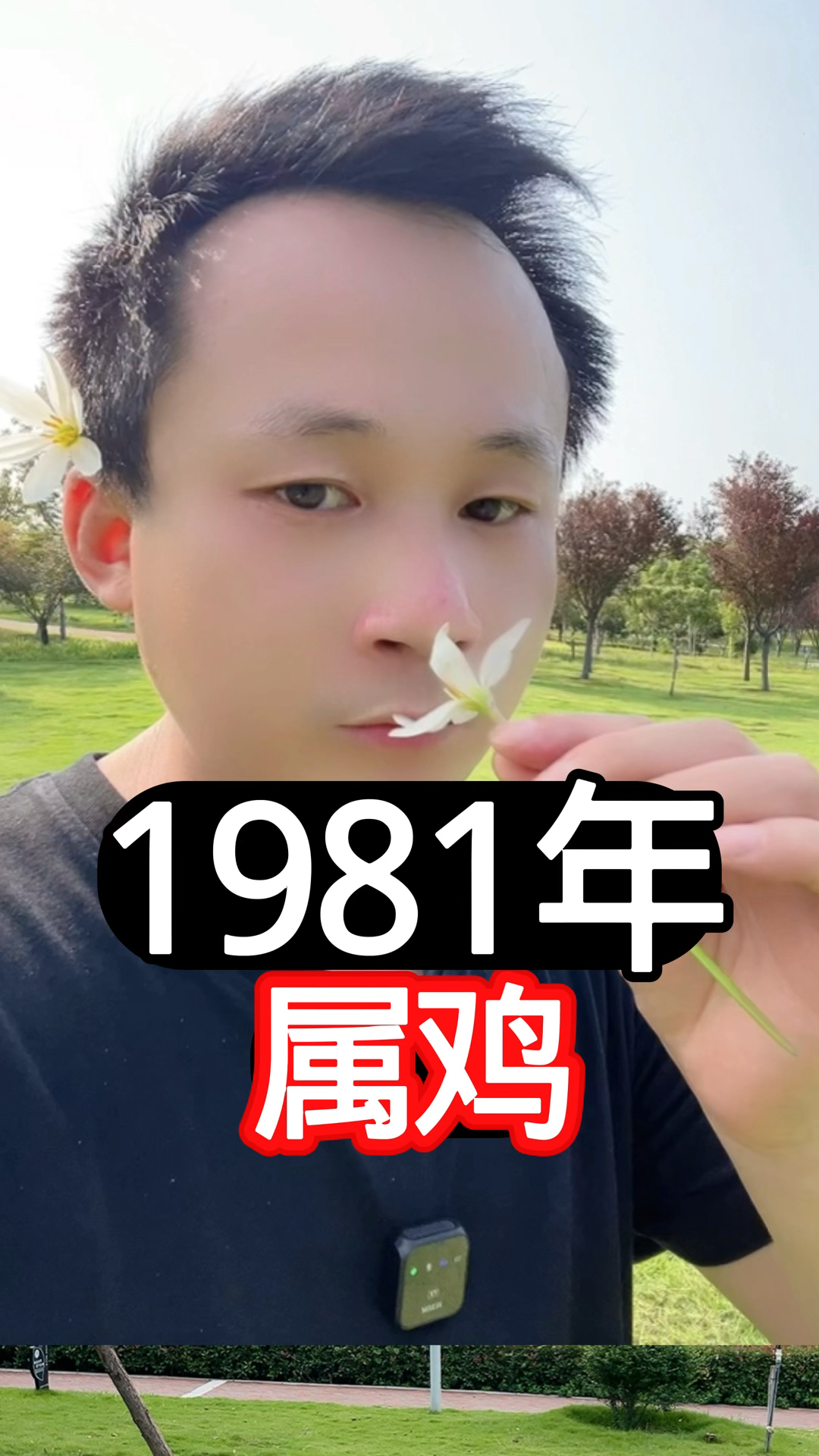 1981年属鸡，辛酉金鸡，石榴木命，今年44岁了