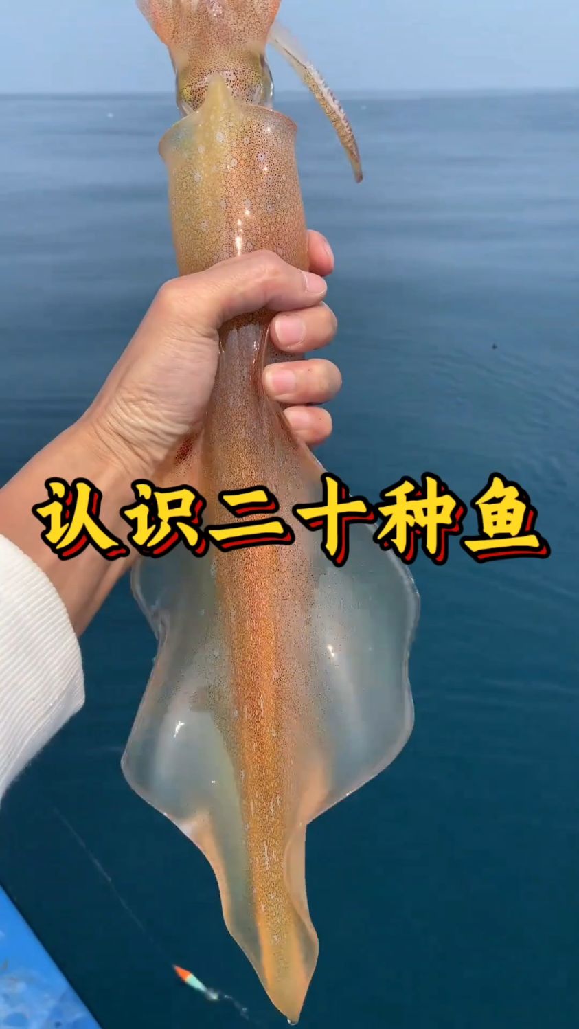 科普分享一些鱼的种类,你看你认识几种!