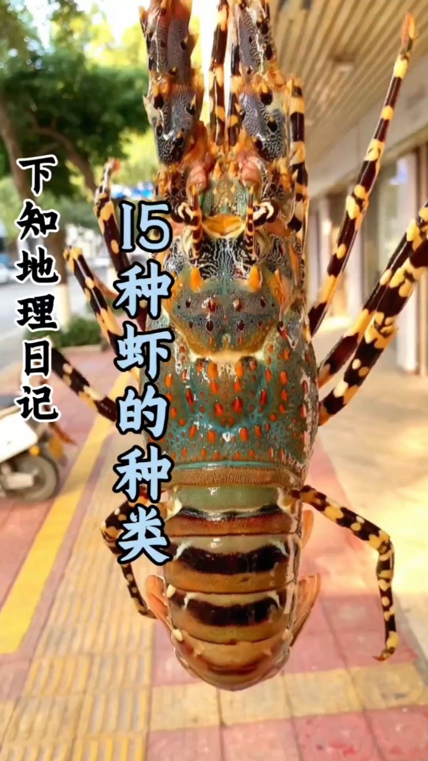 科普分享一些虾的种类,你看你认识几种!#科普 #分享 #盘点 #虾