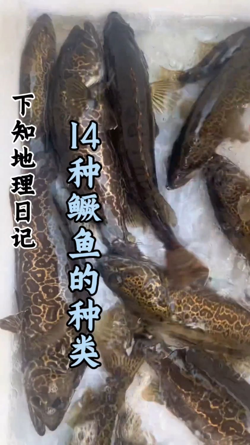 科普分享一些鳜鱼的种类，你看你认识几种！#科普 #分享 #盘点