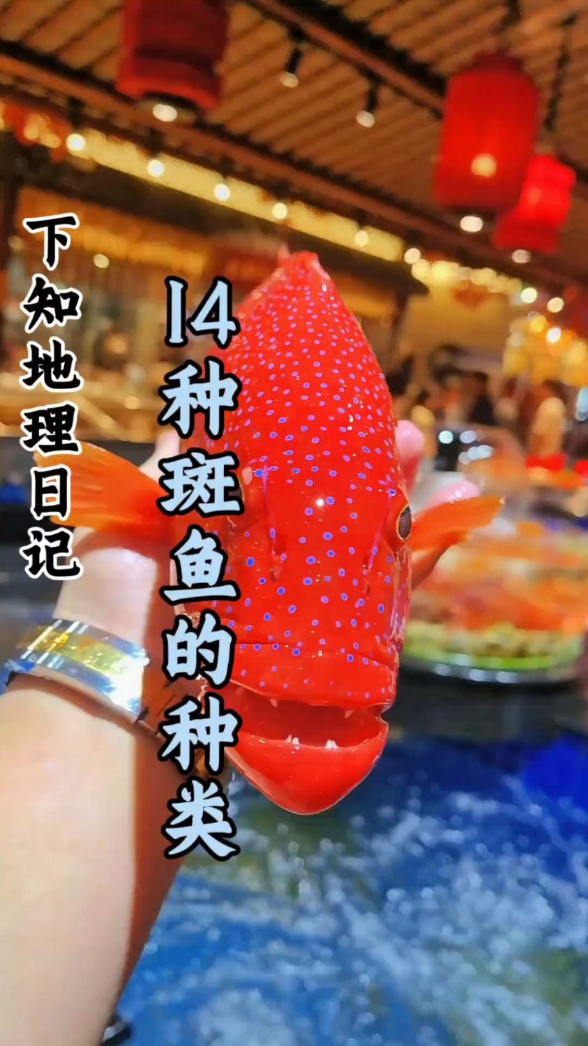 科普分享一些斑鱼的种类,你看你认识几种!#科普 #分享 #盘点