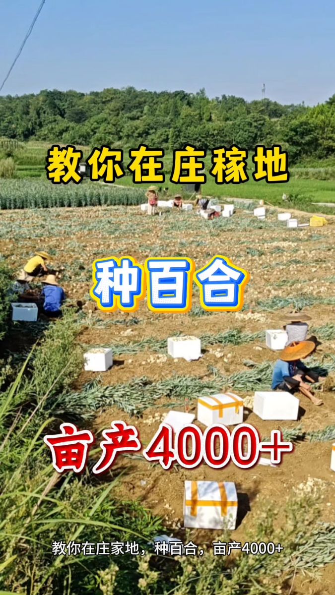 百合种植周期与亩产量?