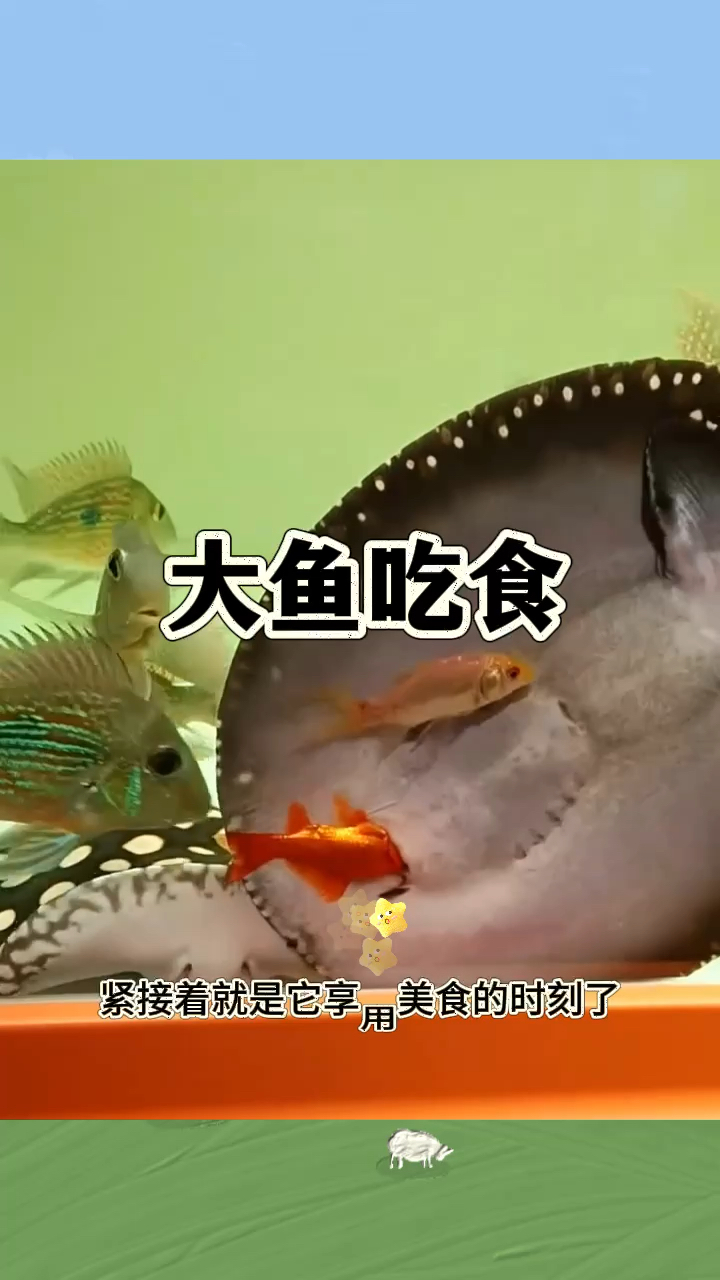 小鱼吃食,享受不一样的美食