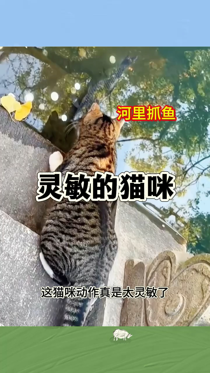 灵敏的猫咪,河里抓鱼