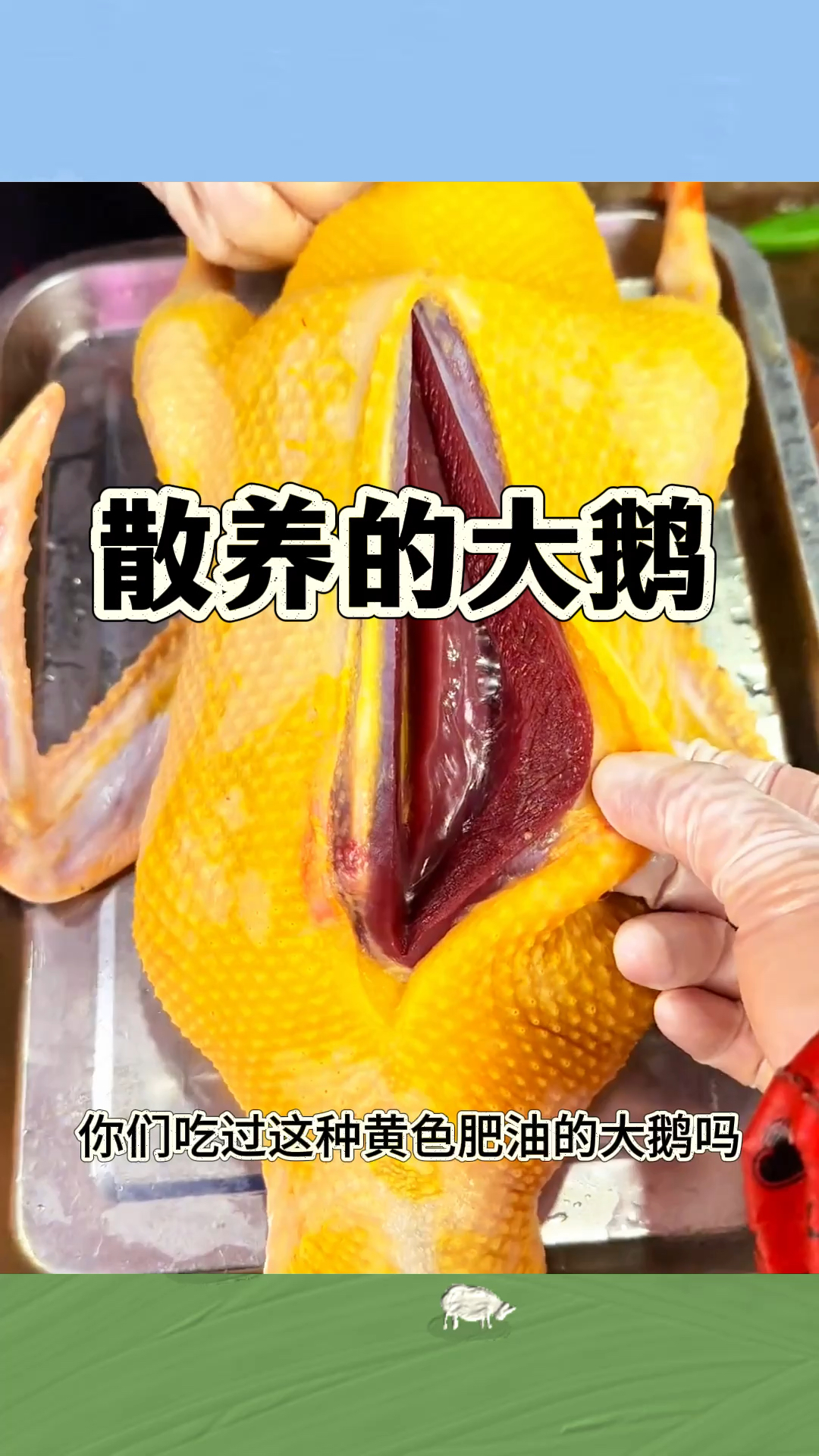 散养的大鹅,肉质鲜嫩