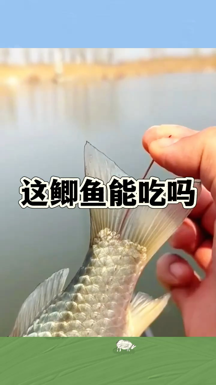 鱼尾有东西,这鲫鱼还能吃吗