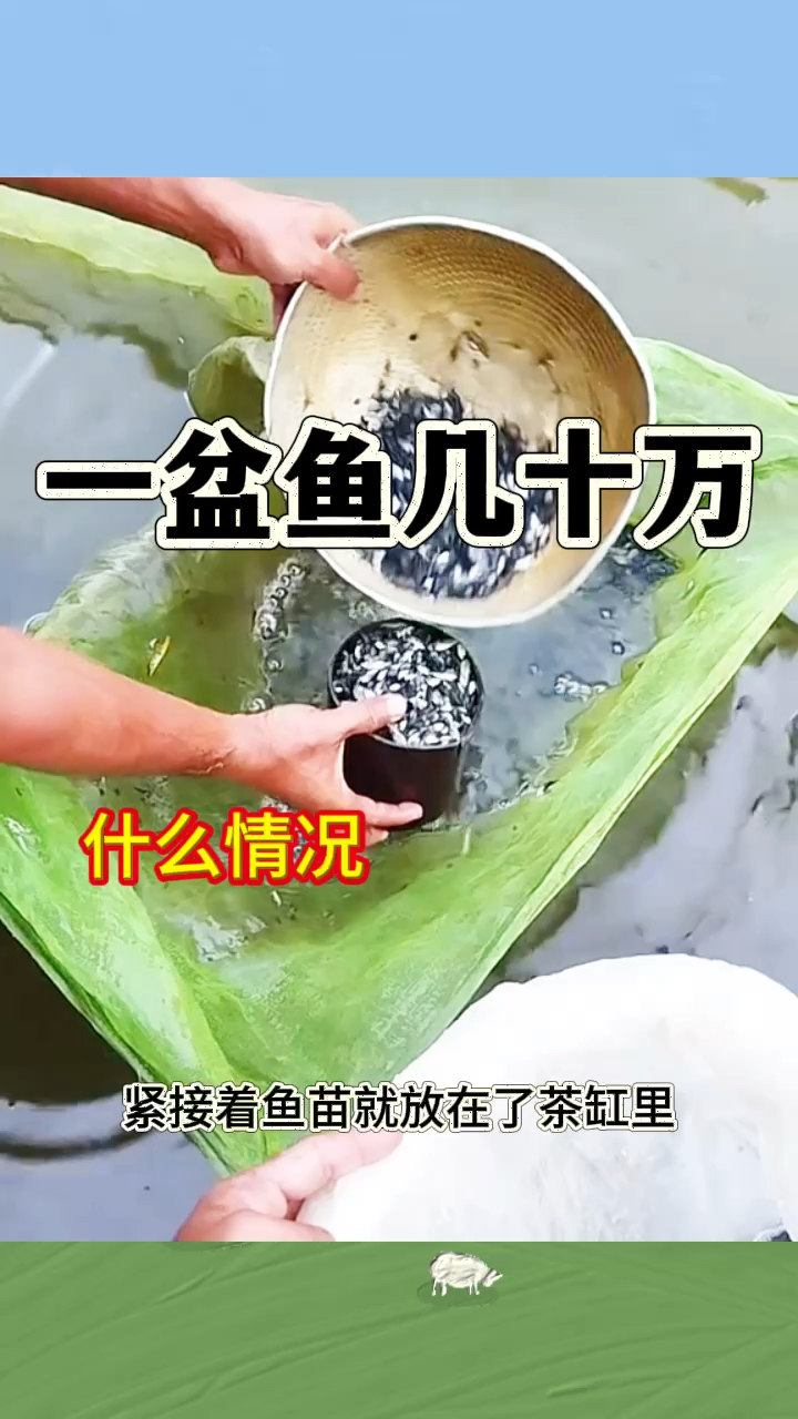 一盆鱼几十万,什么情况