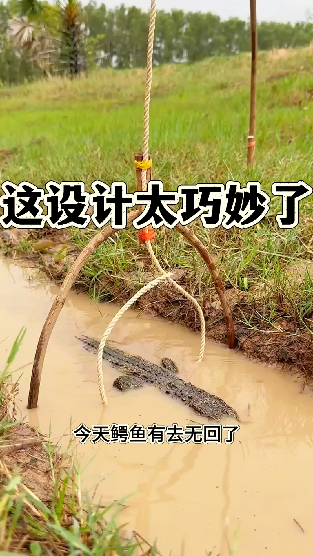 这设计太巧妙,鳄鱼被抓住了