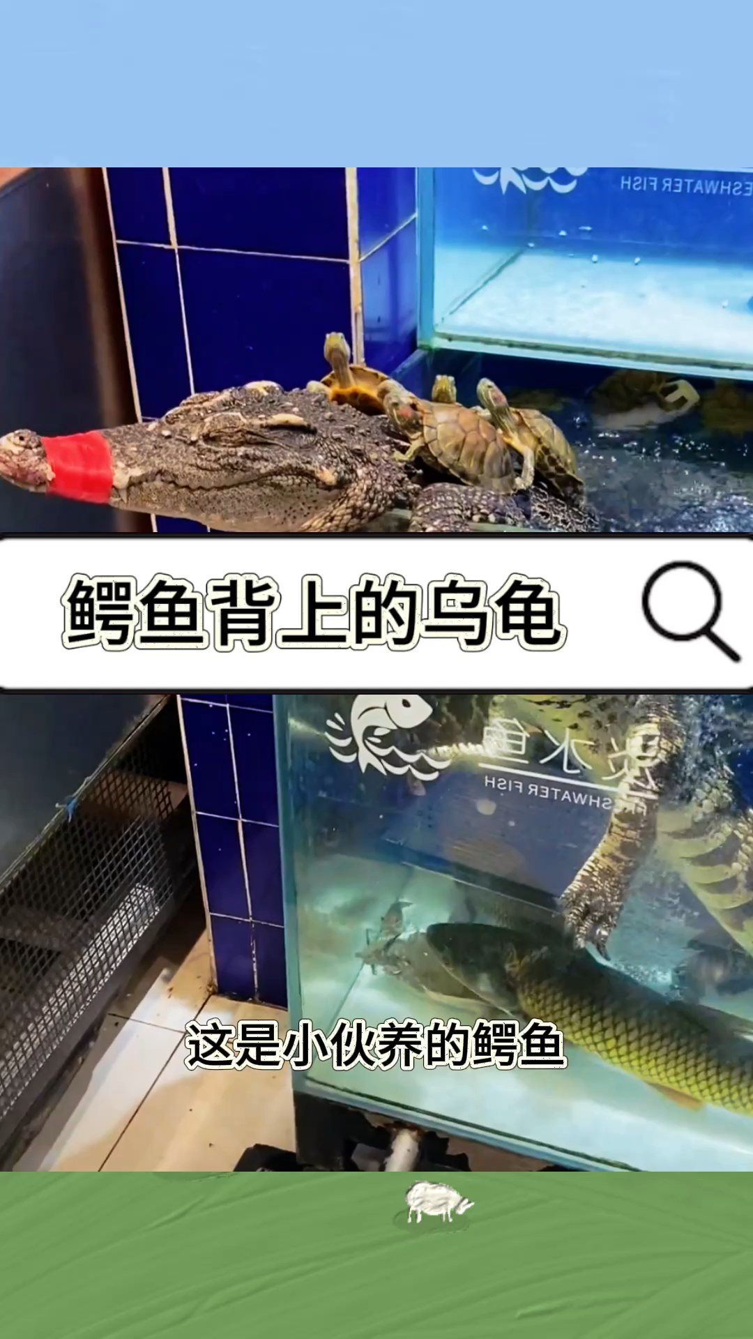 鳄鱼背上的乌龟,真会享受