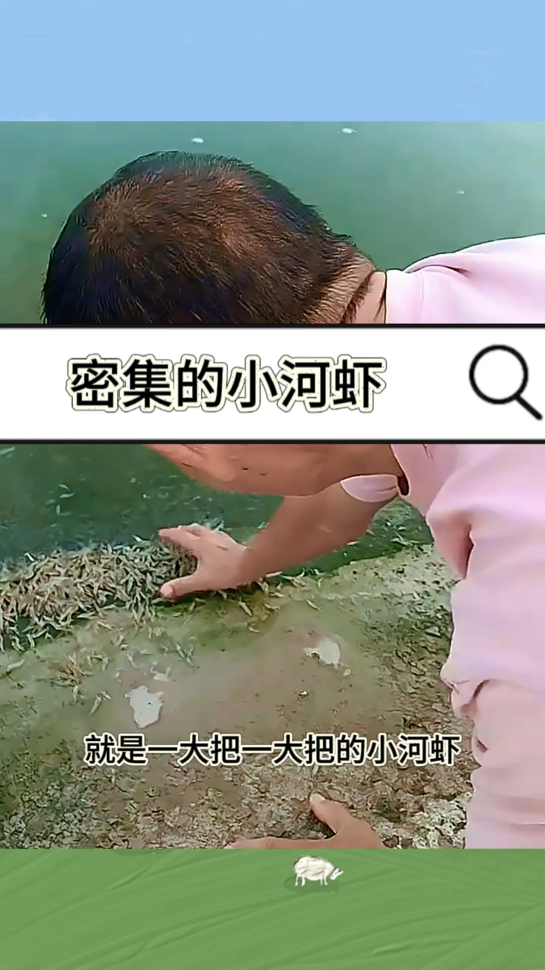 密集的小河虾,大爷大把的用手抓