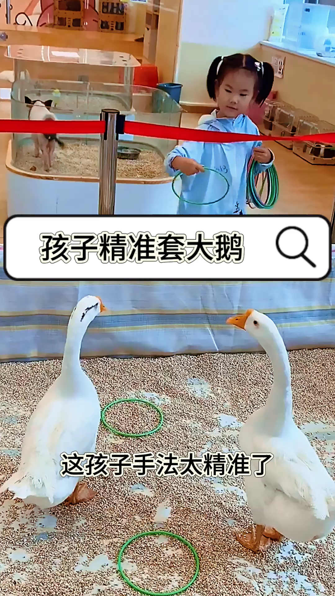 孩子精准套大鹅，手法真准