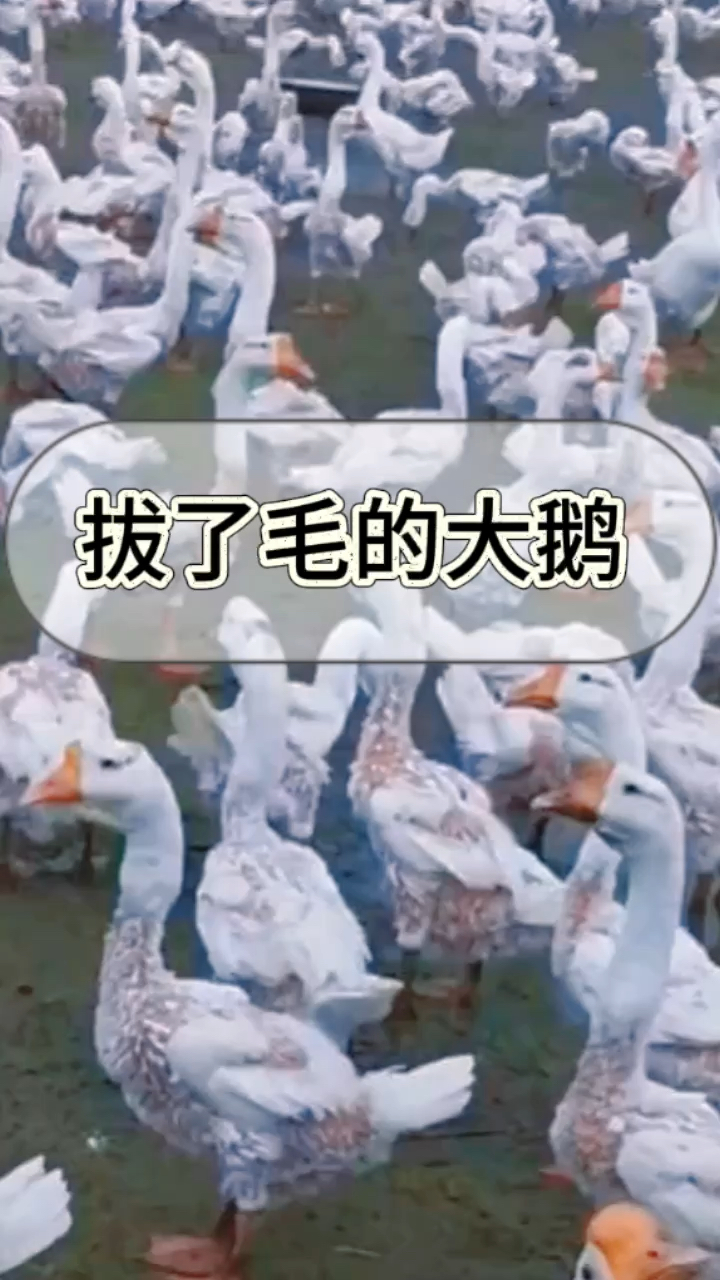 拔了毛的大鹅,冬天有点冷吧
