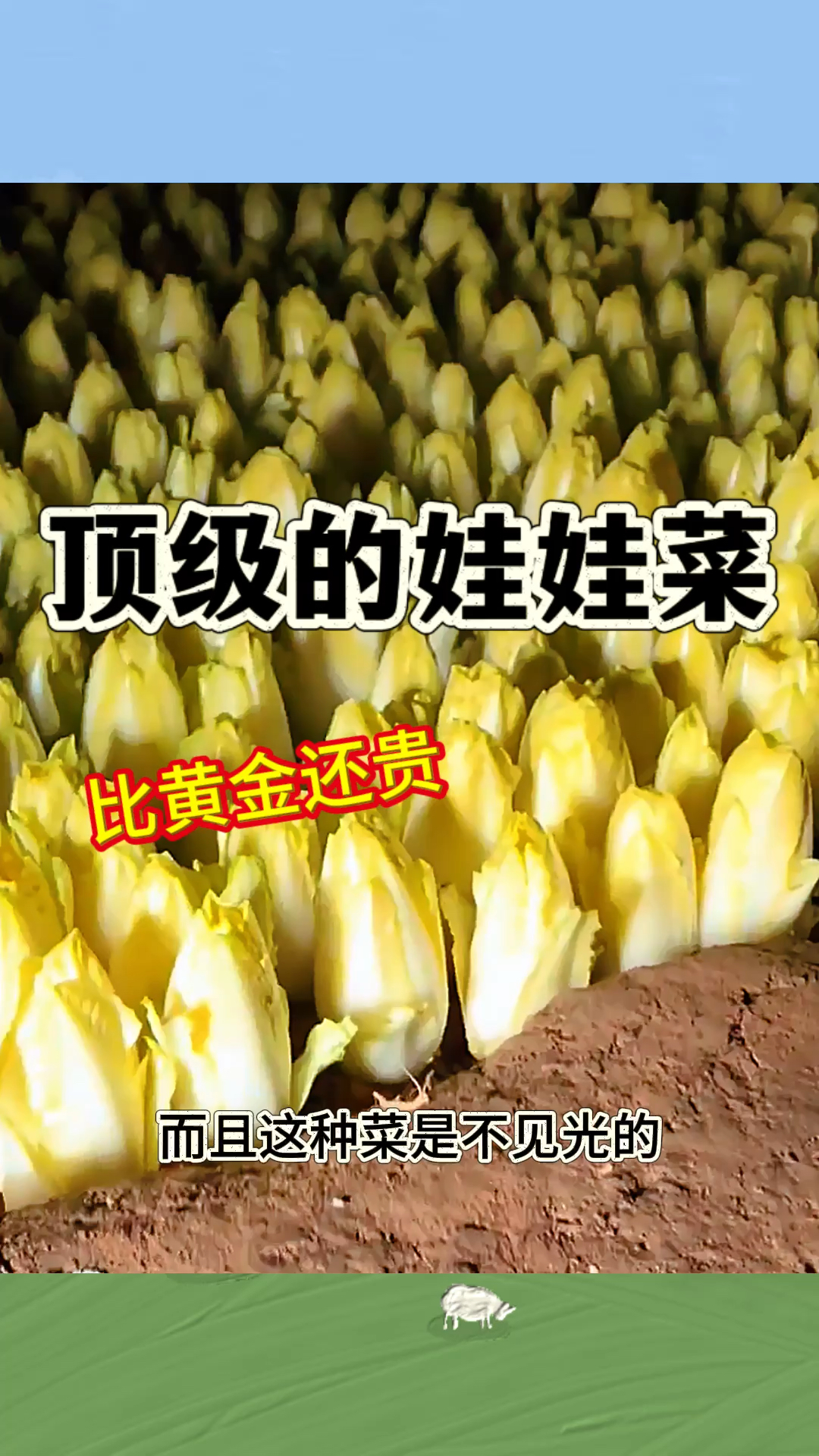 顶级的娃娃菜,比黄金还贵