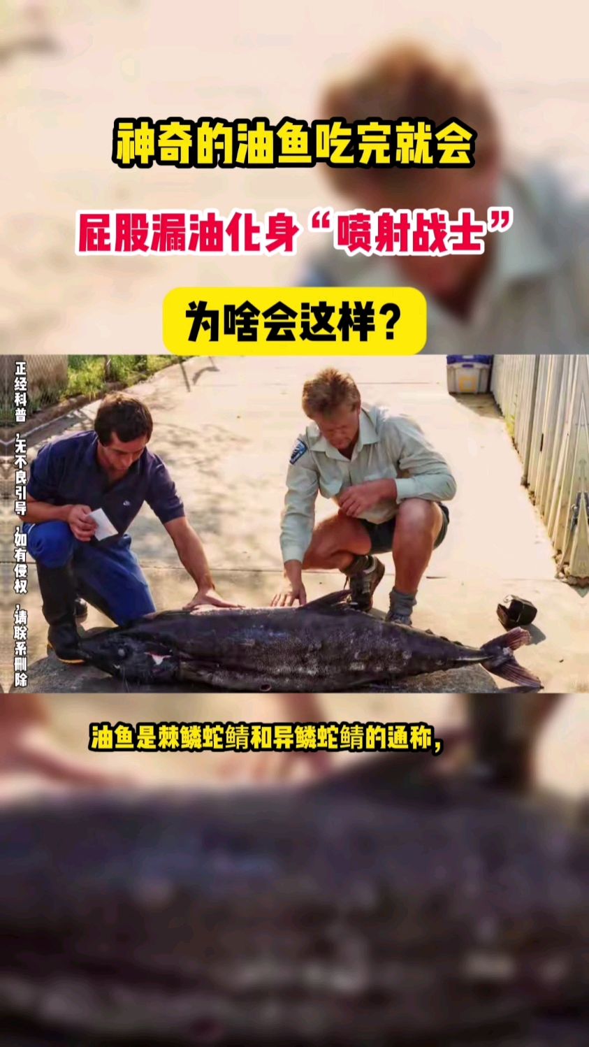 神奇的油鱼,吃完就会屁股漏油化身“喷射战士”,为啥会这样?