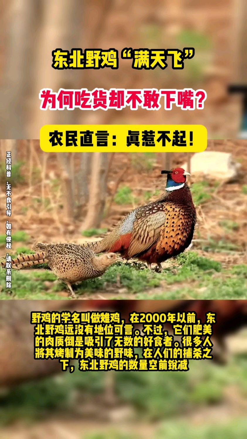 东北野鸡“满天飞”,为何吃货却不敢下嘴?农民直言:真惹不起!