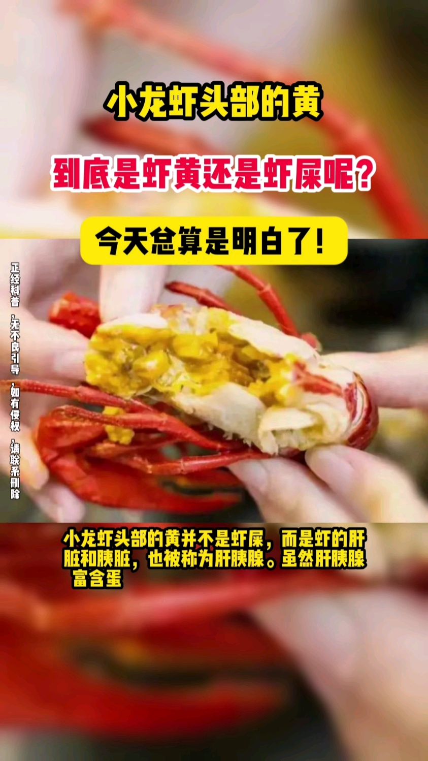 小龙虾头部的黄,到底是虾黄还是虾屎呢?今天总算是明白了!