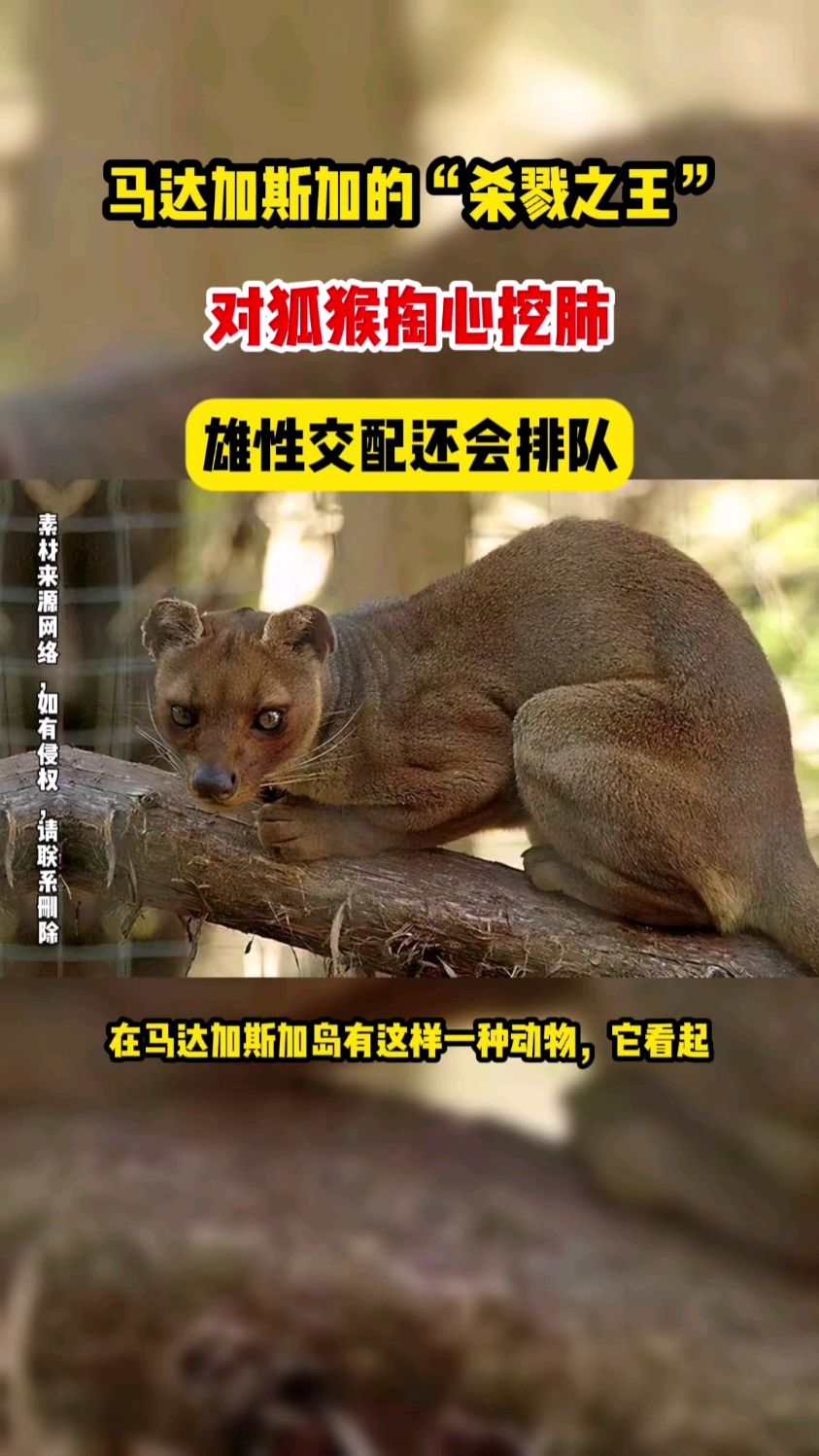 马达加斯加的“杀戮之王”,对狐猴掏心挖肺,雄性交配还会排队