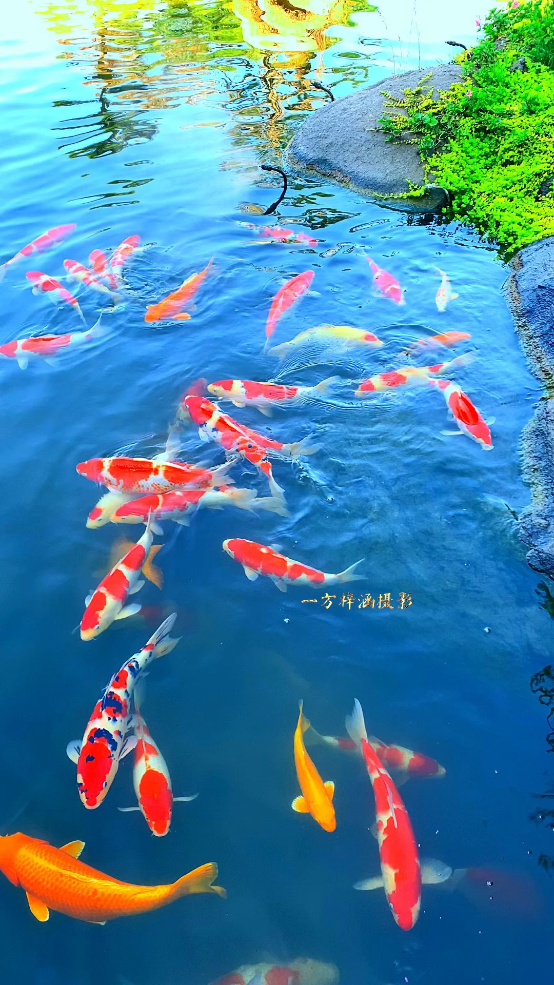 鱼儿水中游 祝你如鱼得水 好运连连