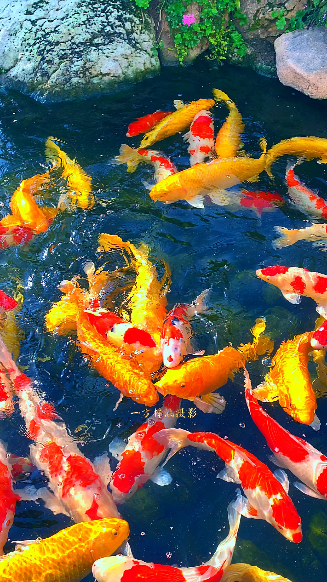 如鱼得水 年年有余