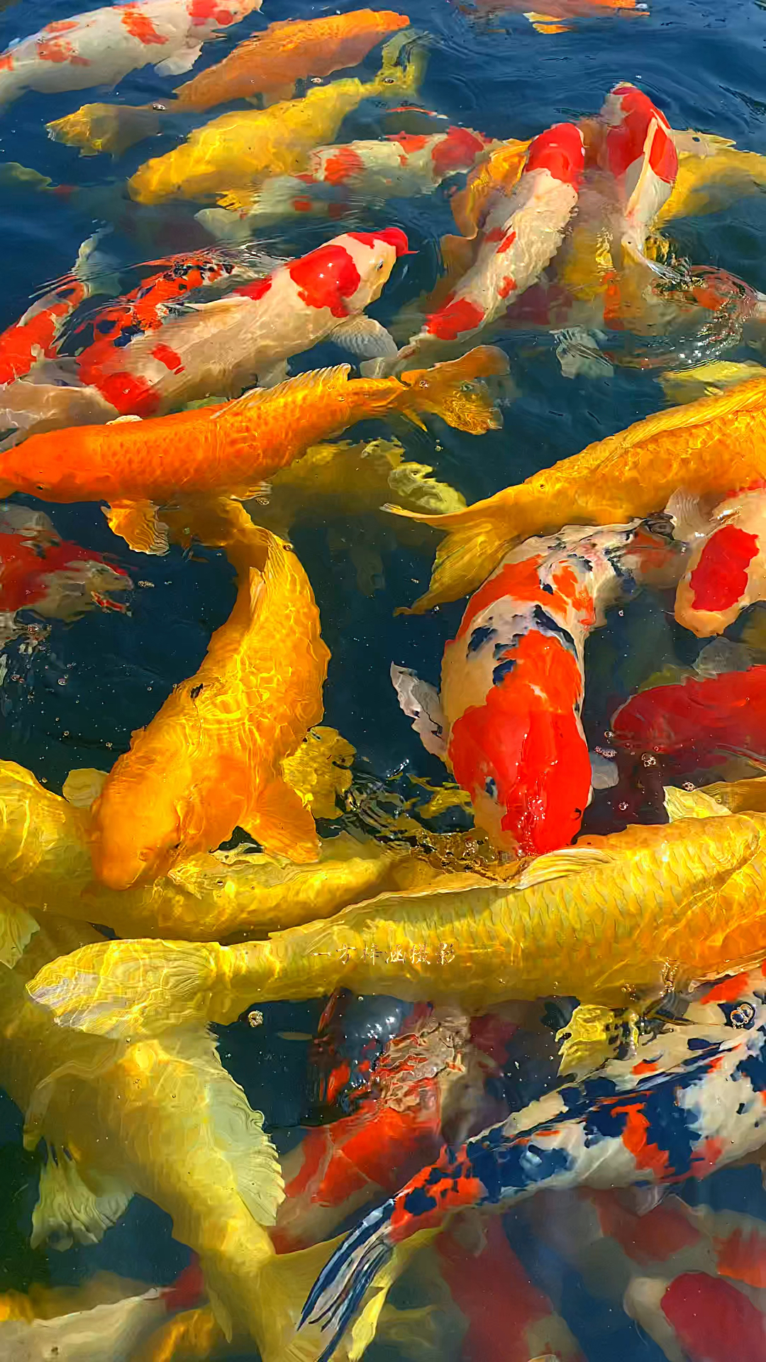 如鱼得水 吉祥如意