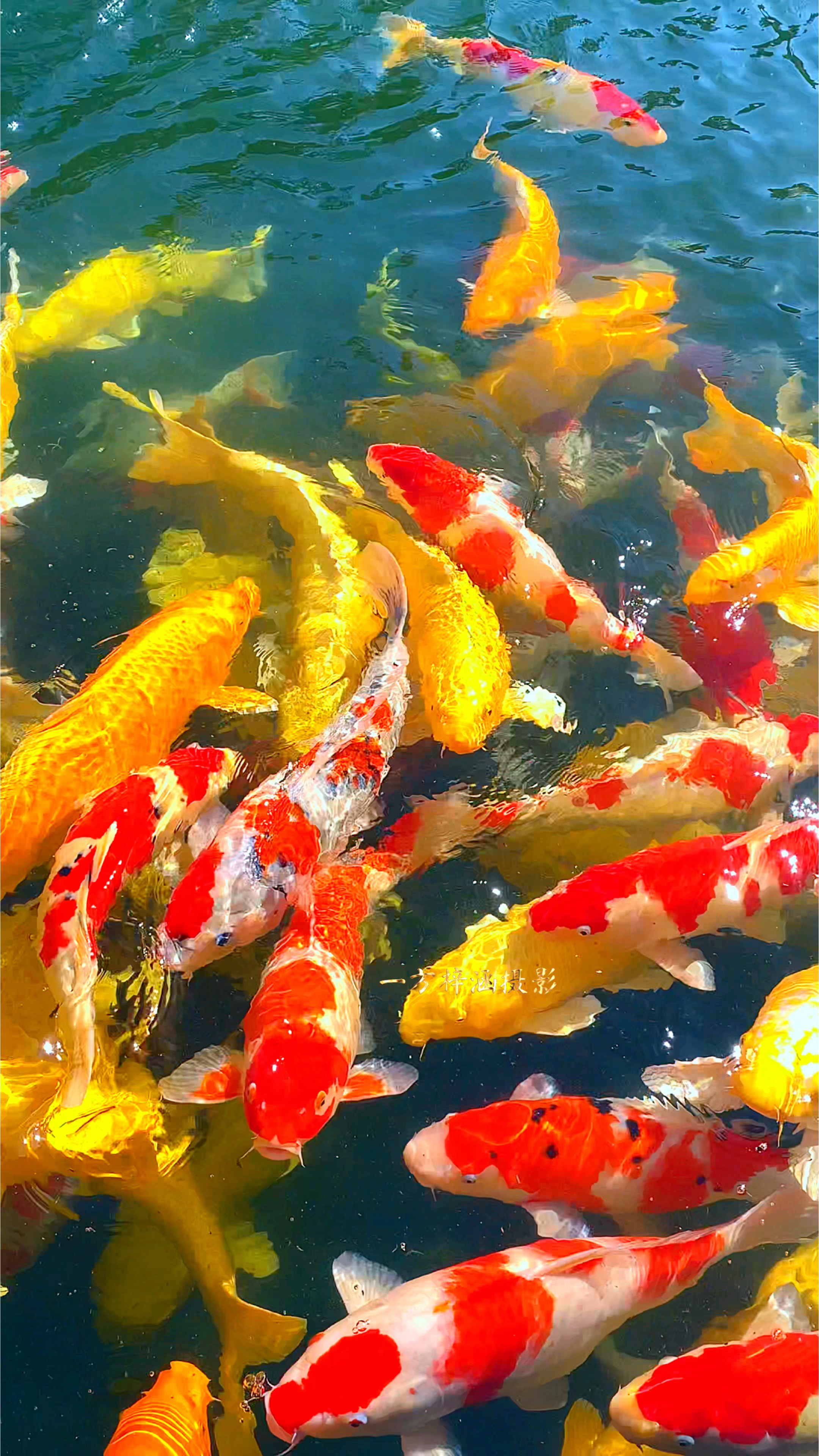 如鱼得水锦鲤欢 顺风顺水顺如意