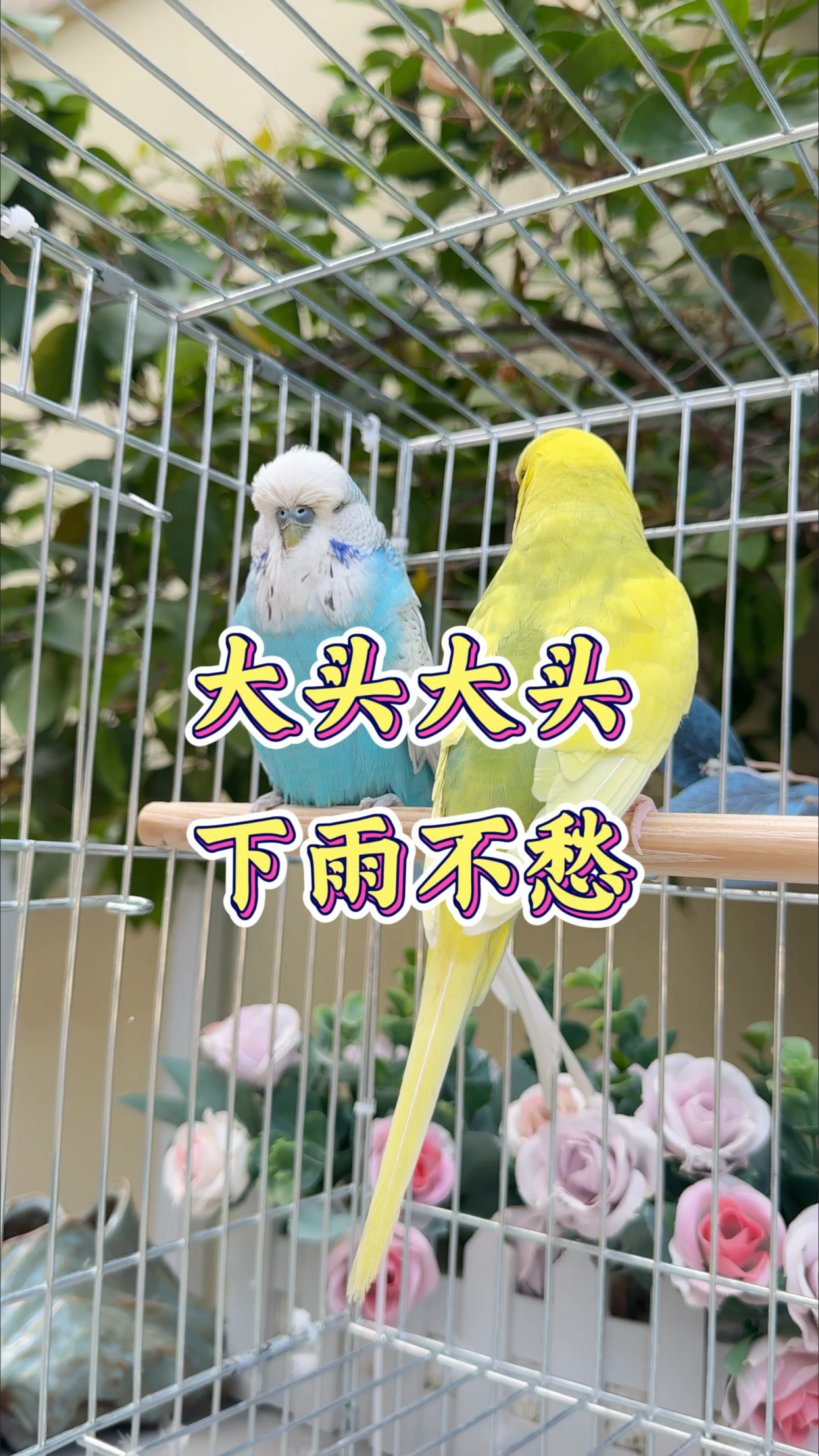 大头大头,下雨不愁